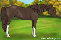 Horse Color:Liver Chestnut 