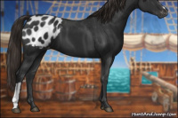 Horse Color:Gray Liver Chestnut Appaloosa