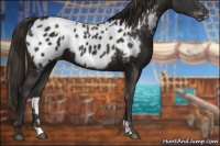 Horse Color:Liver Chestnut Appaloosa