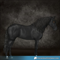 Horse Color:Gray Black 