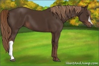 Horse Color:Liver Chestnut