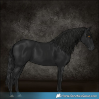 Horse Color:Gray Black 
