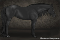 Horse Color:Gray Black 