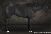 Horse Color:Gray Black 