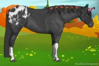 Horse Color:Blue Roan Appaloosa 
