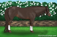 Horse Color:Liver Chestnut 