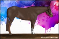 Horse Color:Liver Chestnut 