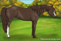 Horse Color:Liver Chestnut 