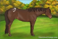 Horse Color:Liver Chestnut Appaloosa 