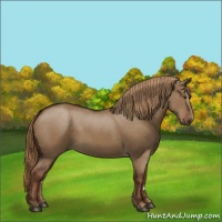 Horse Color:Liver Red Dun 