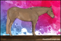 Horse Color:Chocolate Palomino 
