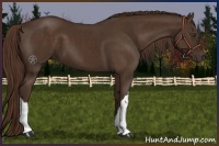 Horse Color:Liver Chestnut 
