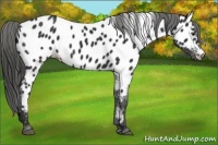 Horse Color:Liver Chestnut Appaloosa 