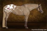 Horse Color:Liver Red Dun Appaloosa