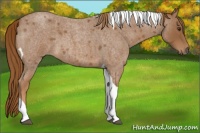 Horse Color:Red Roan Tobiano