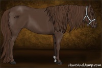 Horse Color:Liver Chestnut 