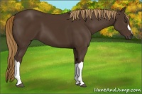 Horse Color:Liver Chestnut 
