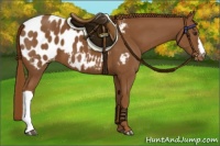 Horse Color:Chestnut Appaloosa