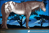 Horse Color:Platinum Chocolate Brown Dun Appaloosa Brindle 