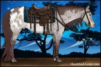 Horse Color:Platinum Chocolate Brown Dun Appaloosa