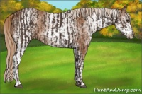 Horse Color:Liver Chestnut  and White Spotted Chestnut 