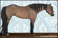 Horse Color:Bay Dun 