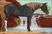 Horse Color:Liver Chestnut 