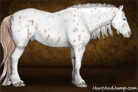 Horse Color:White Spotted Gold Champagne Appaloosa  and Gold Champagne Appaloosa 