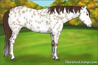 Horse Color:Liver Red Dun Roan Splash Near Leopard 