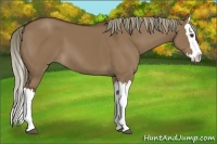 Horse Color:Liver Red Dun Splash 