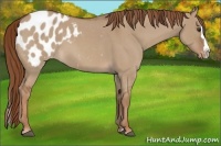 Horse Color:Red Dun Roan Splash Appaloosa 