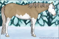 Horse Color:Chocolate Palomino Dun Splash 