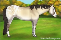 Horse Color:Liver Red Dun Onyx Splash Blanket 
