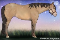 Horse Color:Amber Champagne 