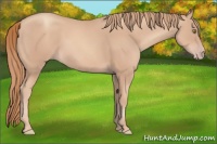 Horse Color:Gold Champagne 