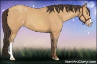 Horse Color:Amber Champagne 