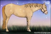 Horse Color:Gold Champagne 