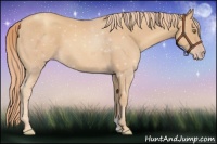 Horse Color:Gold Champagne 