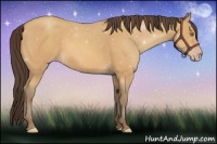Horse Color:Amber Champagne 