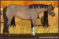 Horse Color:Buckskin Roan 
