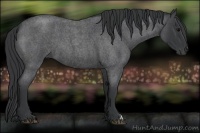 Horse Color:Blue Roan 