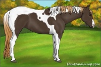 Horse Color:Liver Chestnut Tobiano 