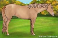 Horse Color:Gold Champagne 