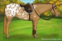 Horse Color:Chestnut Appaloosa 