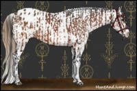 Horse Color:Bay Appaloosa and Buckskin Appaloosa