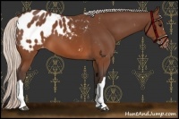 Horse Color:Silver Brown Appaloosa
