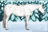 Horse Color:Amber Champagne Appaloosa  and Amber Champagne Appaloosa 
