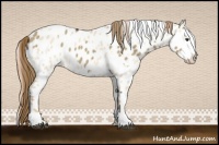 Horse Color:Liver Red Dun Appaloosa  and Gold Champagne Dun Appaloosa 
