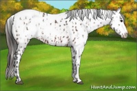 Horse Color:White Spotted Brown Appaloosa  and Bay Sabino Frame Appaloosa 
