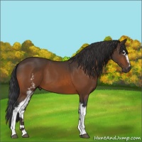 Horse Color:White Spotted Bay 